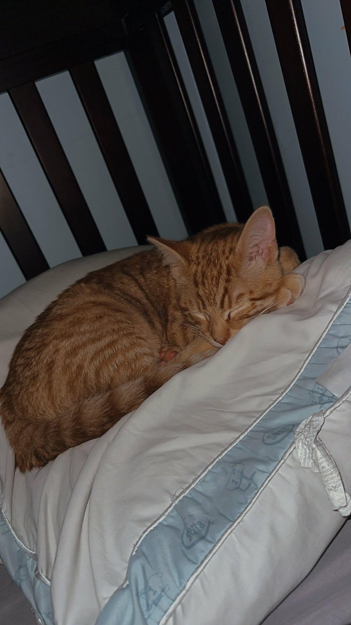 HOGAN, a Adoptable mixed breed in Harwinton, CT image 3/3