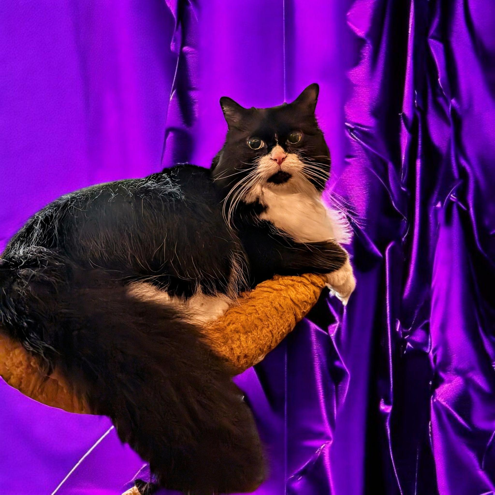 Milo, Senior Male Domestic Long Hair