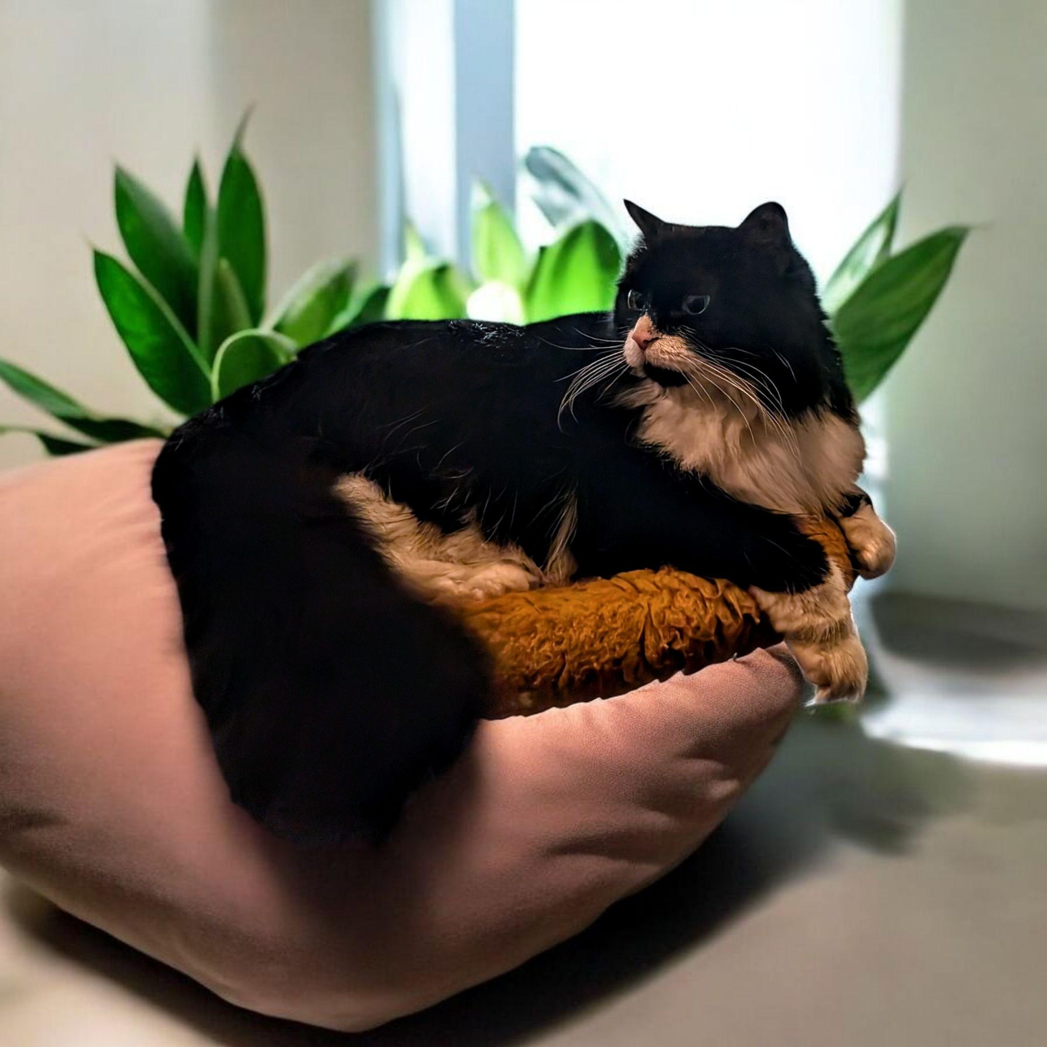 Milo photo 4