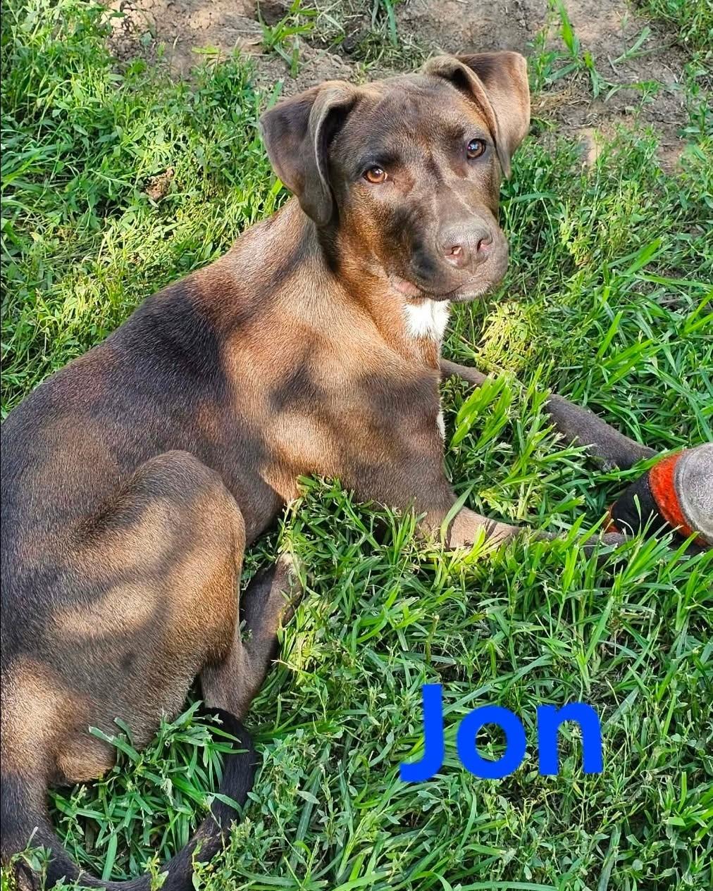Jon, Adoptable, Puppy Male Mixed Breed.