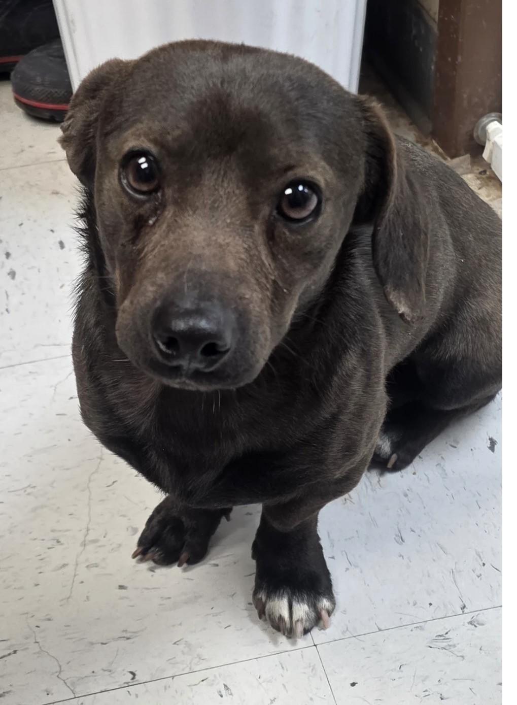 Enlarge Swamp, an adopted mixed breed in Riverside, IA image 1/1