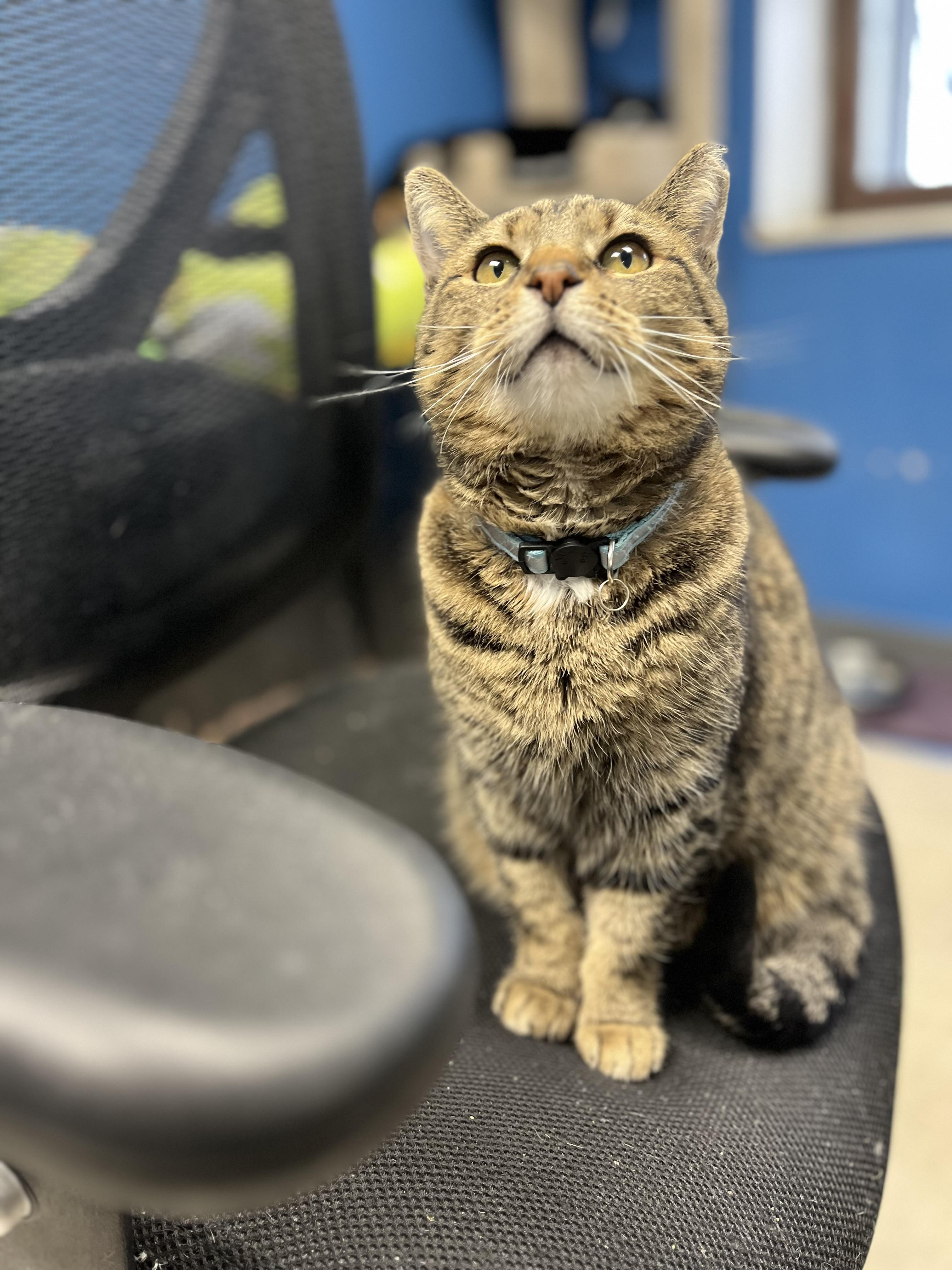 Tabitha, Adoptable, Senior Female Tabby.