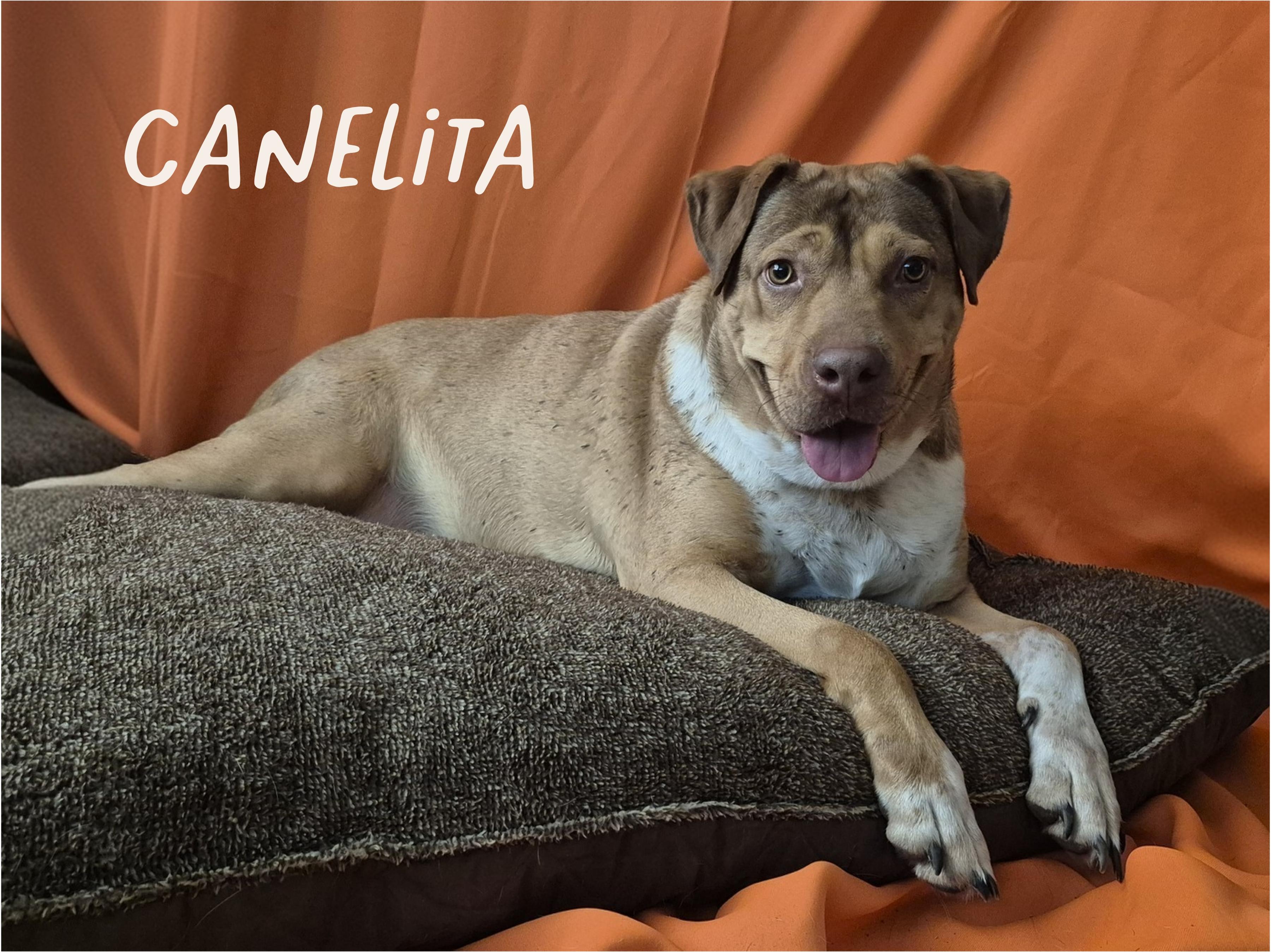 Enlarge CANELITA, a Adoptable mixed breed in Bend, OR image 1/4