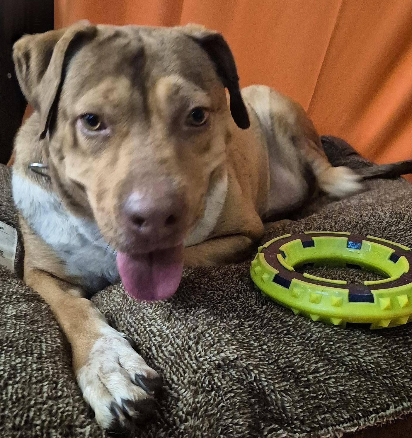 Enlarge CANELITA, a Adoptable mixed breed in Bend, OR image 2/4