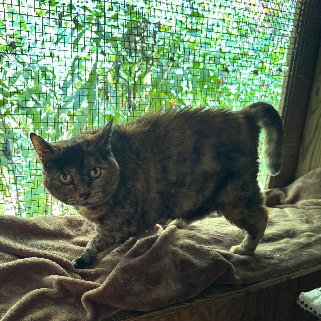 Sunshine, Adoptable, Senior Female Domestic Short Hair.