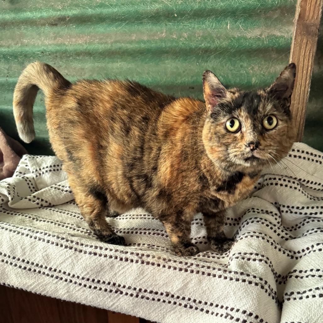 Enlarge Sunshine, a Adoptable Domestic Short Hair in Kittanning, PA image 2/5