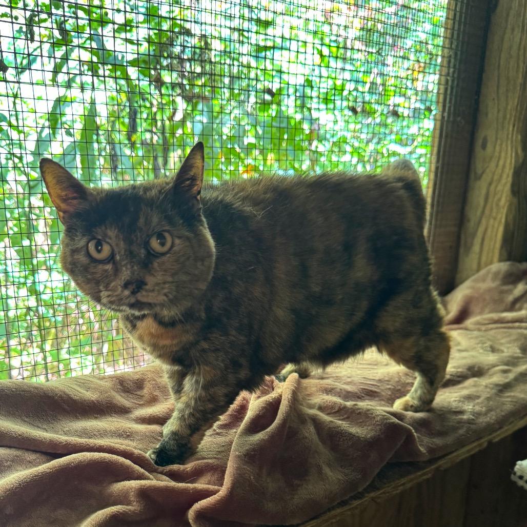 Enlarge Sunshine, a Adoptable Domestic Short Hair in Kittanning, PA image 3/5