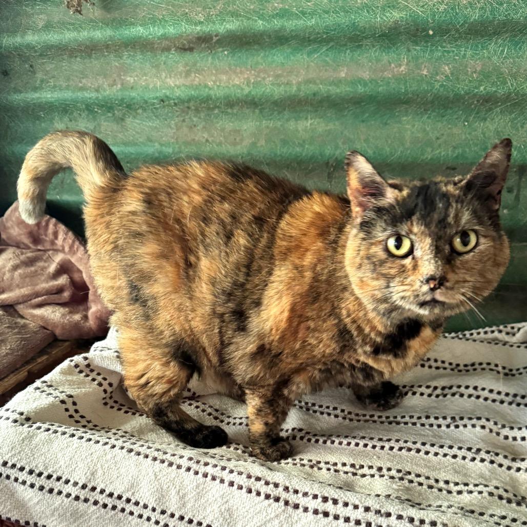 Enlarge Sunshine, a Adoptable Domestic Short Hair in Kittanning, PA image 4/5