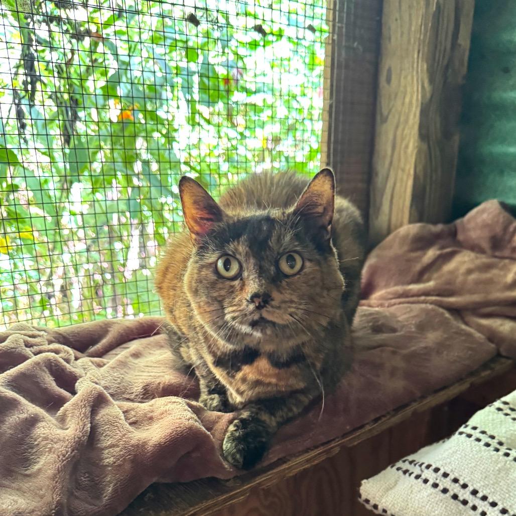 Enlarge Sunshine, a Adoptable Domestic Short Hair in Kittanning, PA image 5/5