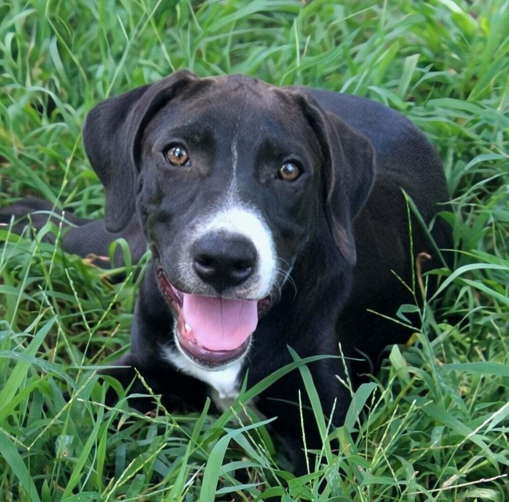 Chip, Adoptable, Puppy Male Labrador Retriever.
