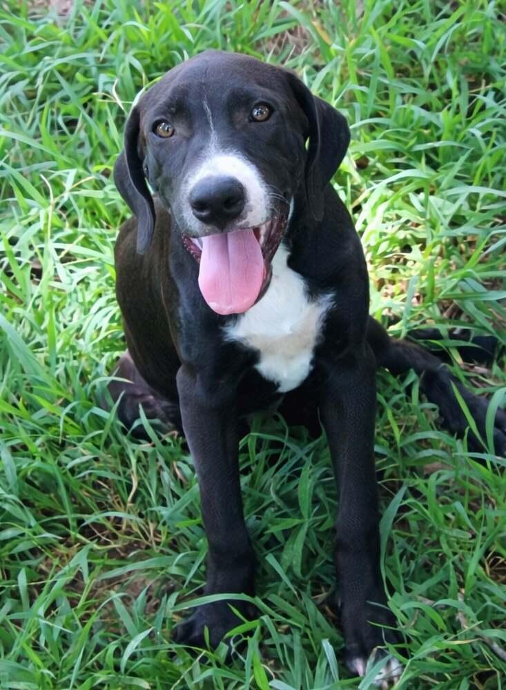 Enlarge Chip, a Adoptable Labrador Retriever in New Bedford, MA image 2/3