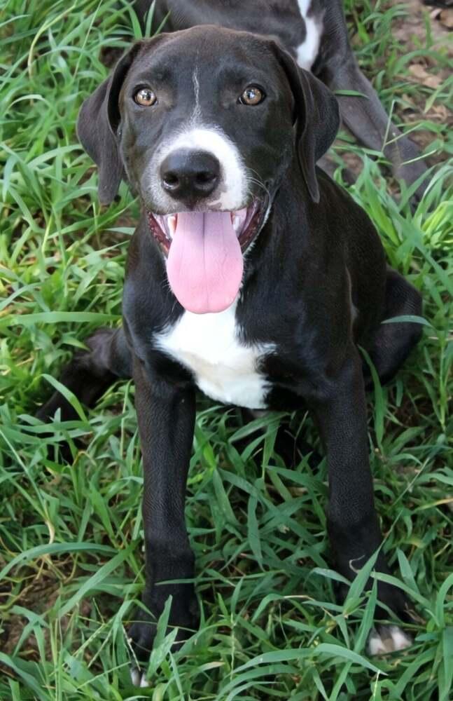Enlarge Chip, a Adoptable Labrador Retriever in New Bedford, MA image 3/3