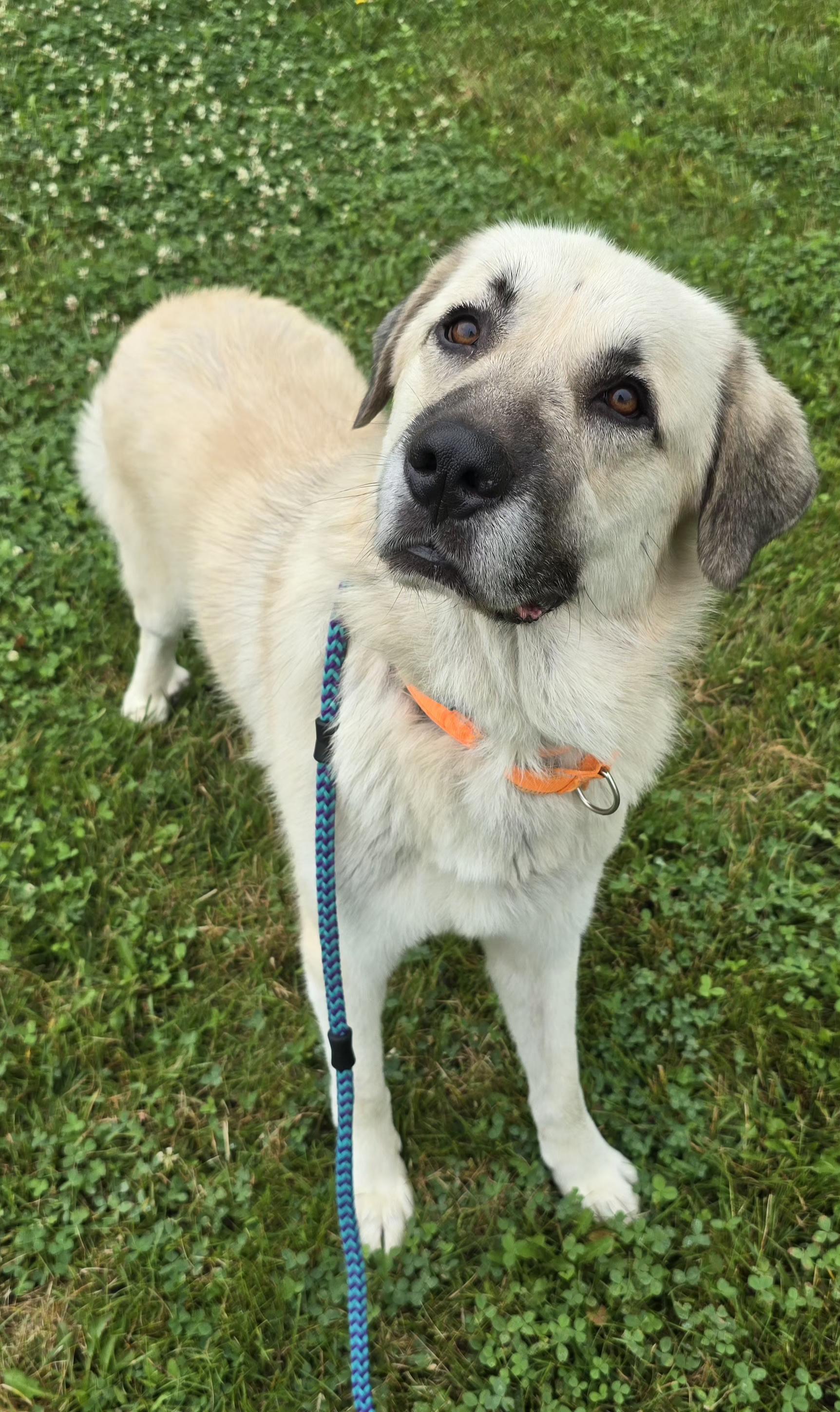 Enlarge MOSLEY, a ADOPTABLE Anatolian Shepherd in Keyser, WV image 1/1