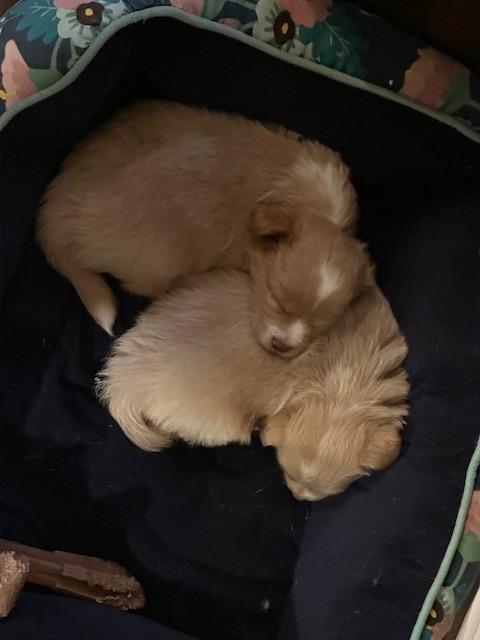 Lilo