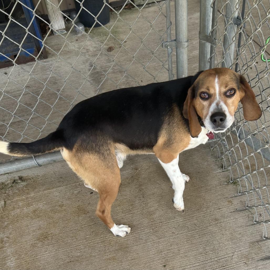 Sneezy, Adoptable, Adult Male Beagle & Mixed Breed.