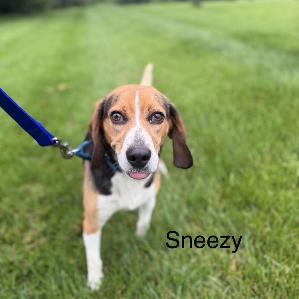 Sneezy, a Adoptable mixed breed in Delaware, OH image 2/6