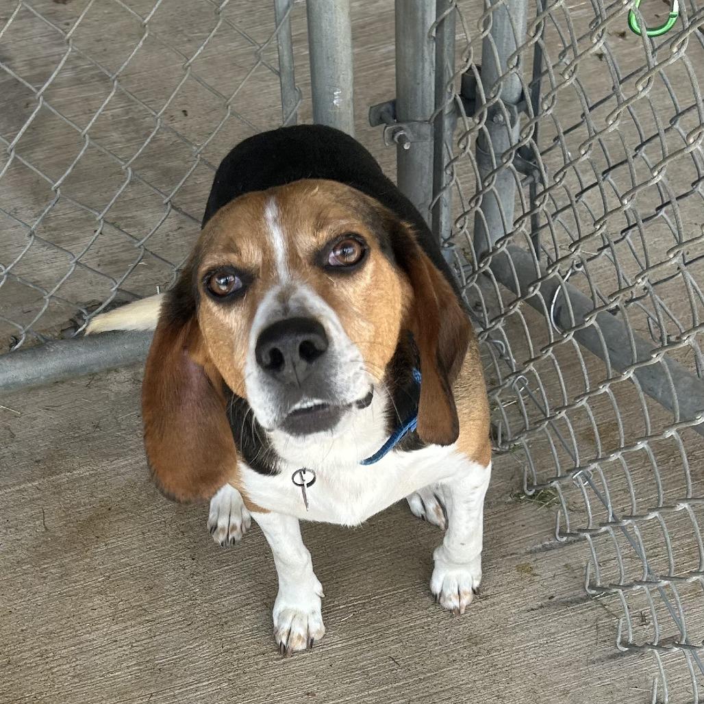 Sneezy, a Adoptable mixed breed in Delaware, OH image 3/6