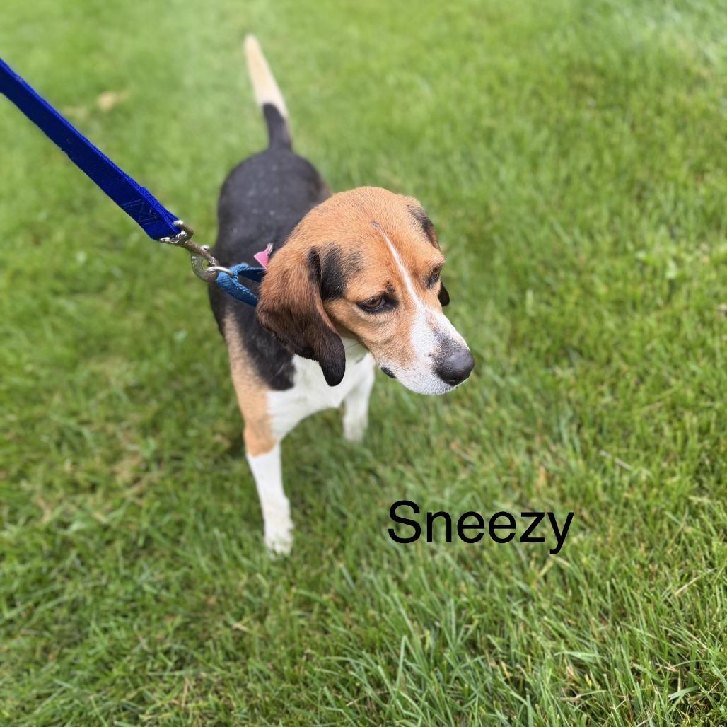 Sneezy, a Adoptable mixed breed in Delaware, OH image 4/6