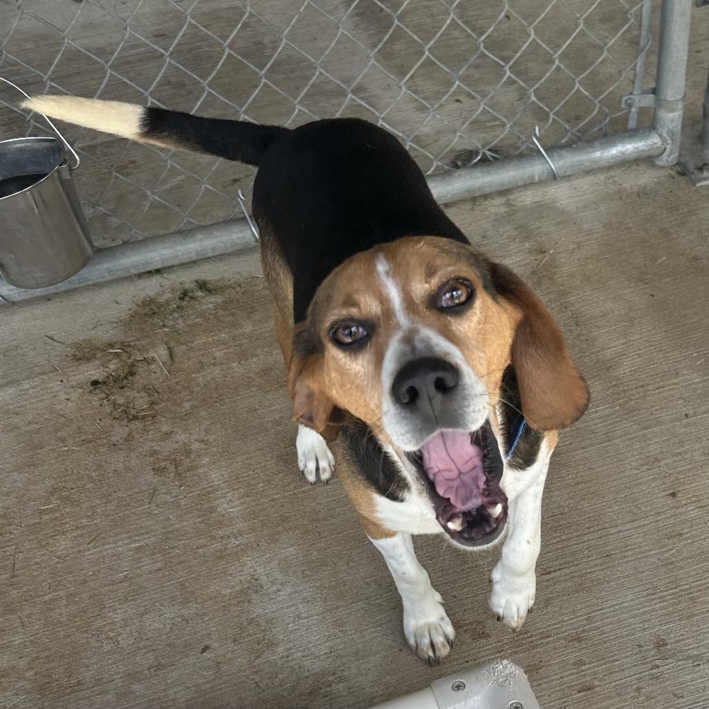 Sneezy, a Adoptable mixed breed in Delaware, OH image 5/6
