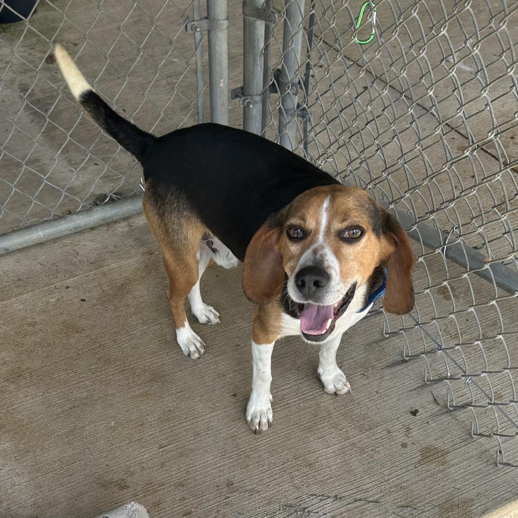 Sneezy, a Adoptable mixed breed in Delaware, OH image 6/6