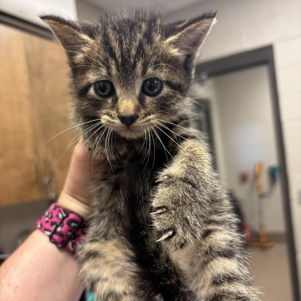 Velcro, a Adoptable Domestic Short Hair in Hinesville, GA image 2/2