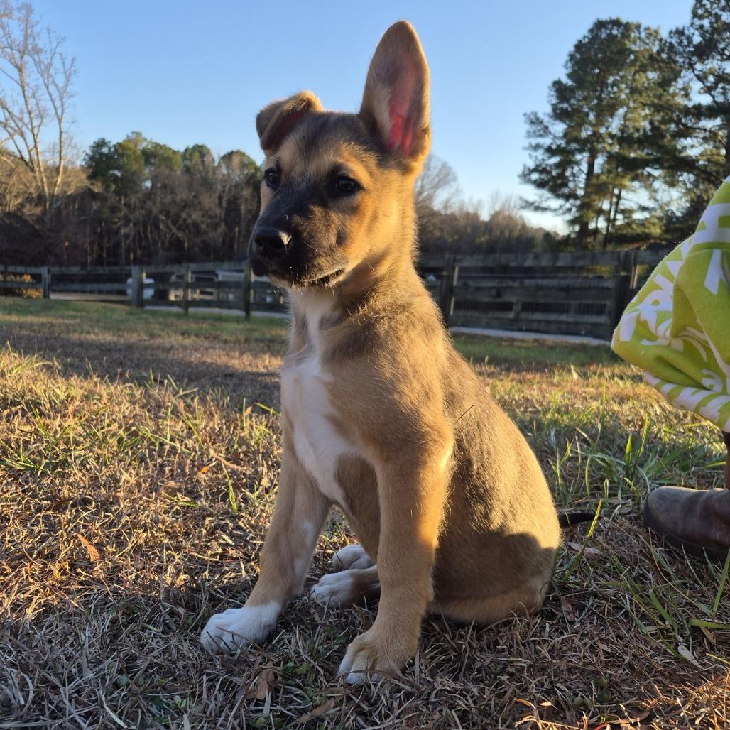 Titan, Adoptable, Puppy Male Shepherd.