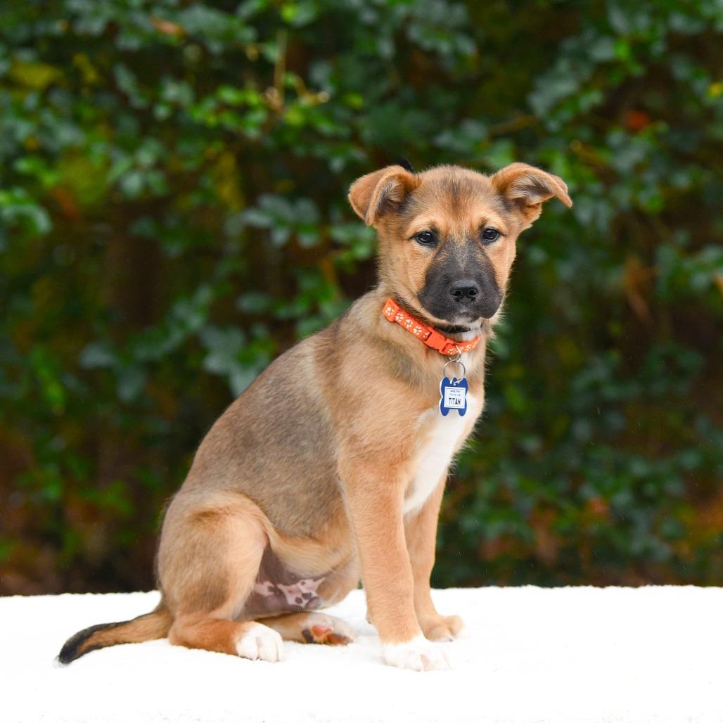 Titan, a Adoptable Shepherd in Wake Forest, NC image 2/5