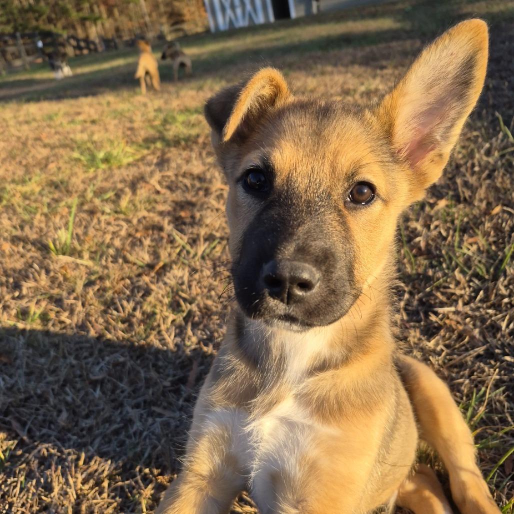 Titan, a Adoptable Shepherd in Wake Forest, NC image 3/5