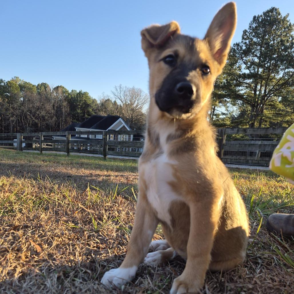 Titan, a Adoptable Shepherd in Wake Forest, NC image 4/5
