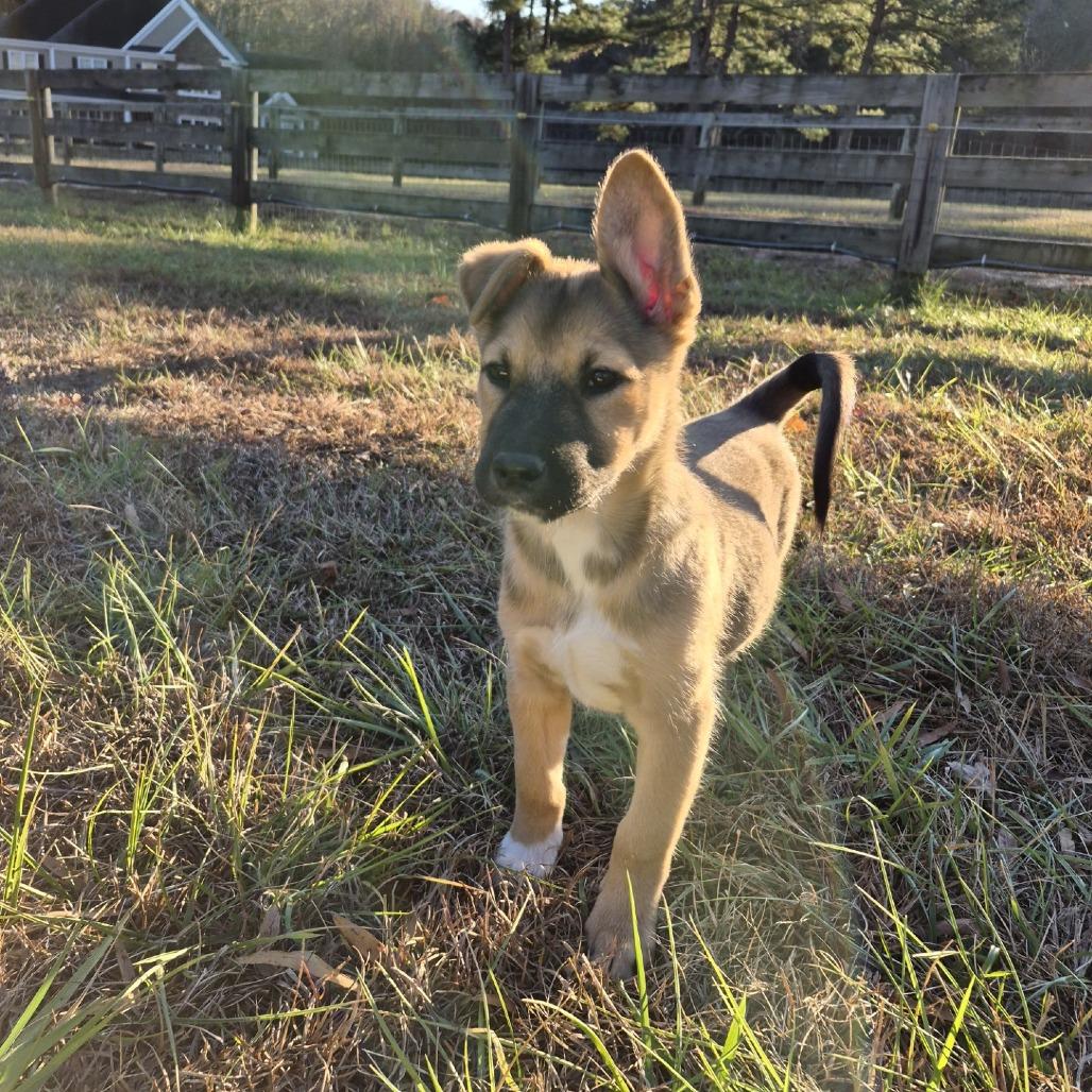 Titan, a Adoptable Shepherd in Wake Forest, NC image 5/5