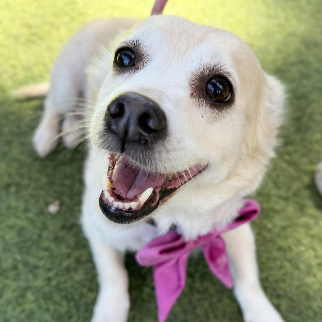 Cindy Crawford, Adoptable, Senior Female Corgi.