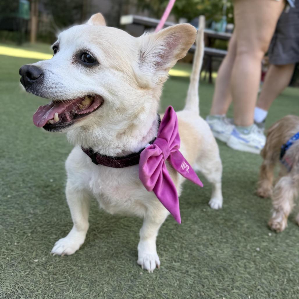Enlarge Cindy Crawford, a Adoptable mixed breed in Los Angeles, CA image 2/6