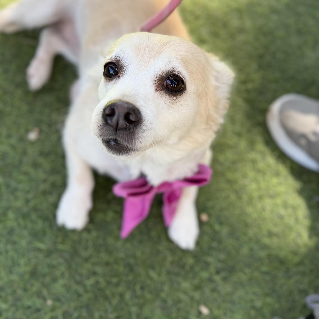 Enlarge Cindy Crawford, a Adoptable mixed breed in Los Angeles, CA image 3/6