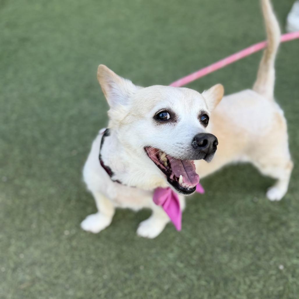 Enlarge Cindy Crawford, a Adoptable mixed breed in Los Angeles, CA image 4/6