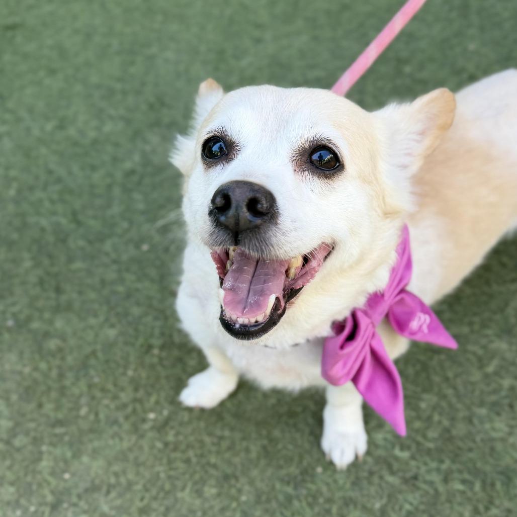 Enlarge Cindy Crawford, a Adoptable mixed breed in Los Angeles, CA image 5/6