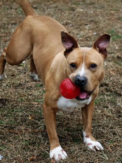 Enlarge Chewie fka Rupert, a Adoptable Mixed Breed in West Chester, PA image 2/3