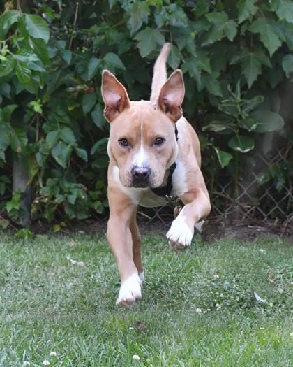 Enlarge Chewie fka Rupert, a Adoptable Mixed Breed in West Chester, PA image 3/5