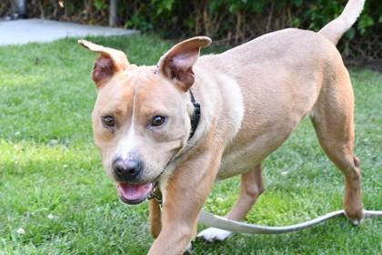 Enlarge Chewie fka Rupert, a Adoptable Mixed Breed in West Chester, PA image 2/3