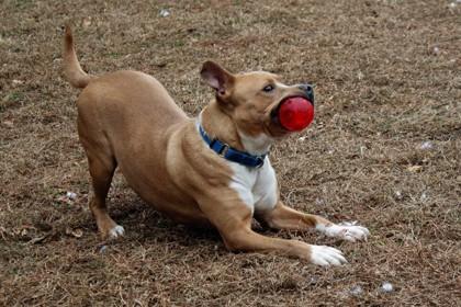 Enlarge Chewie fka Rupert, a Adoptable Mixed Breed in West Chester, PA image 5/5