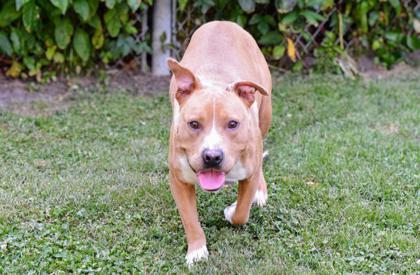 Enlarge Chewie fka Rupert, a Adoptable Mixed Breed in West Chester, PA image 3/3