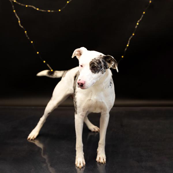 Enlarge In Foster - Pongo, a Adoptable mixed breed in Lawrenceville, GA image 1/2