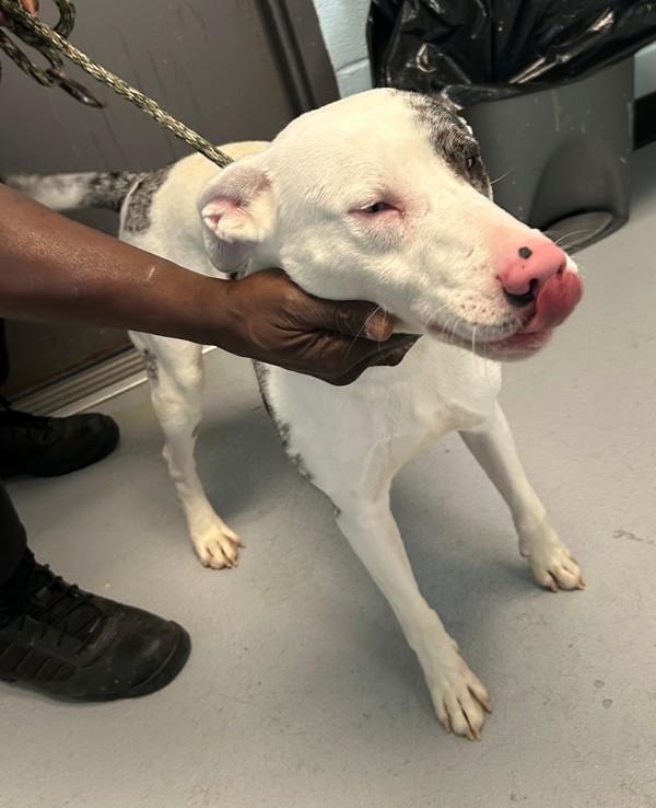 Enlarge In Foster - Pongo, a Adoptable mixed breed in Lawrenceville, GA image 1/2