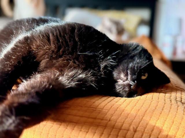 Enlarge Ozzy, a Adoptable Domestic Short Hair in Omaha, NE image 2/2