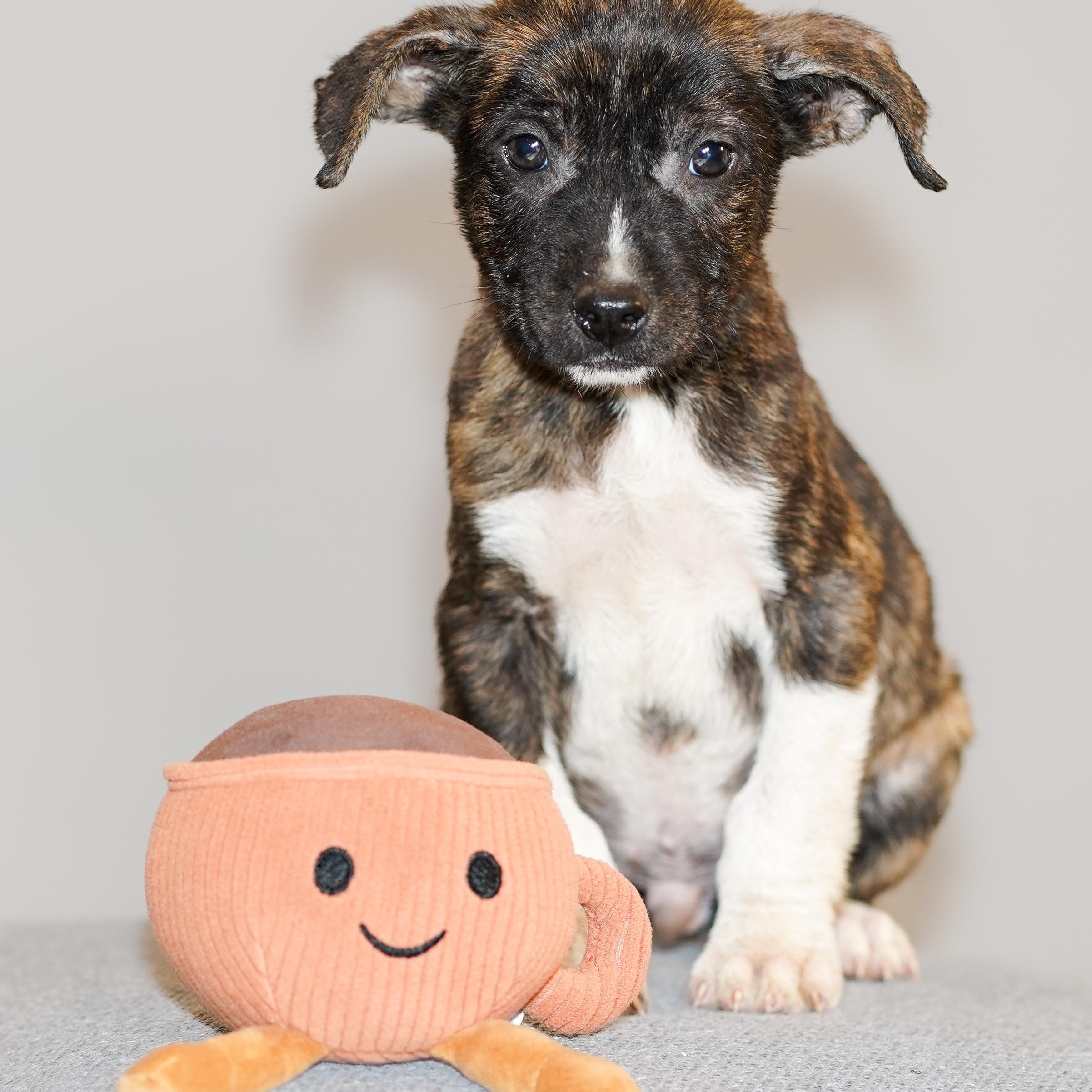 Enlarge Java , a ADOPTABLE mixed breed in ALBANY , NY image 1/6