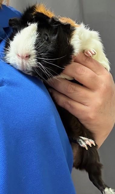 Tom, Adoptable, Adult Male Guinea Pig & Guinea Pig.