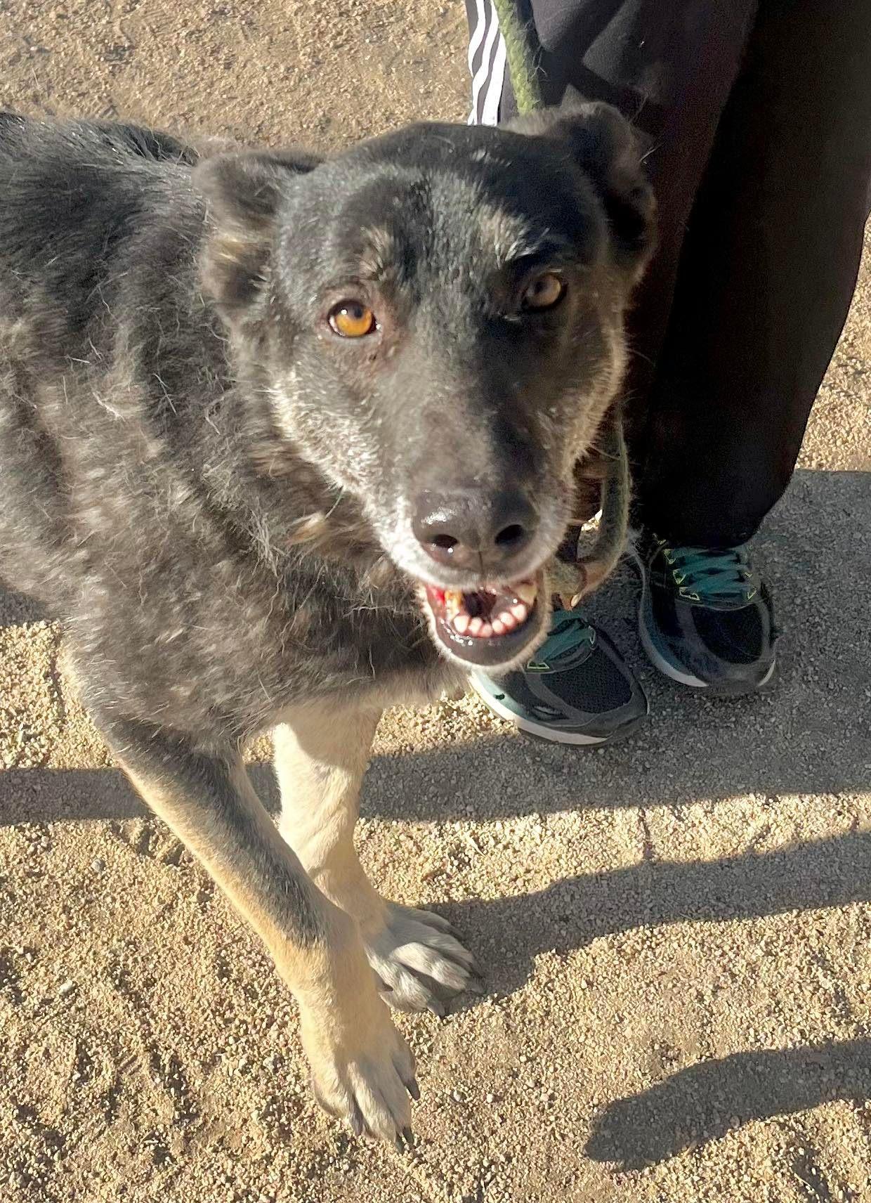 Lilli — thumbnail 4