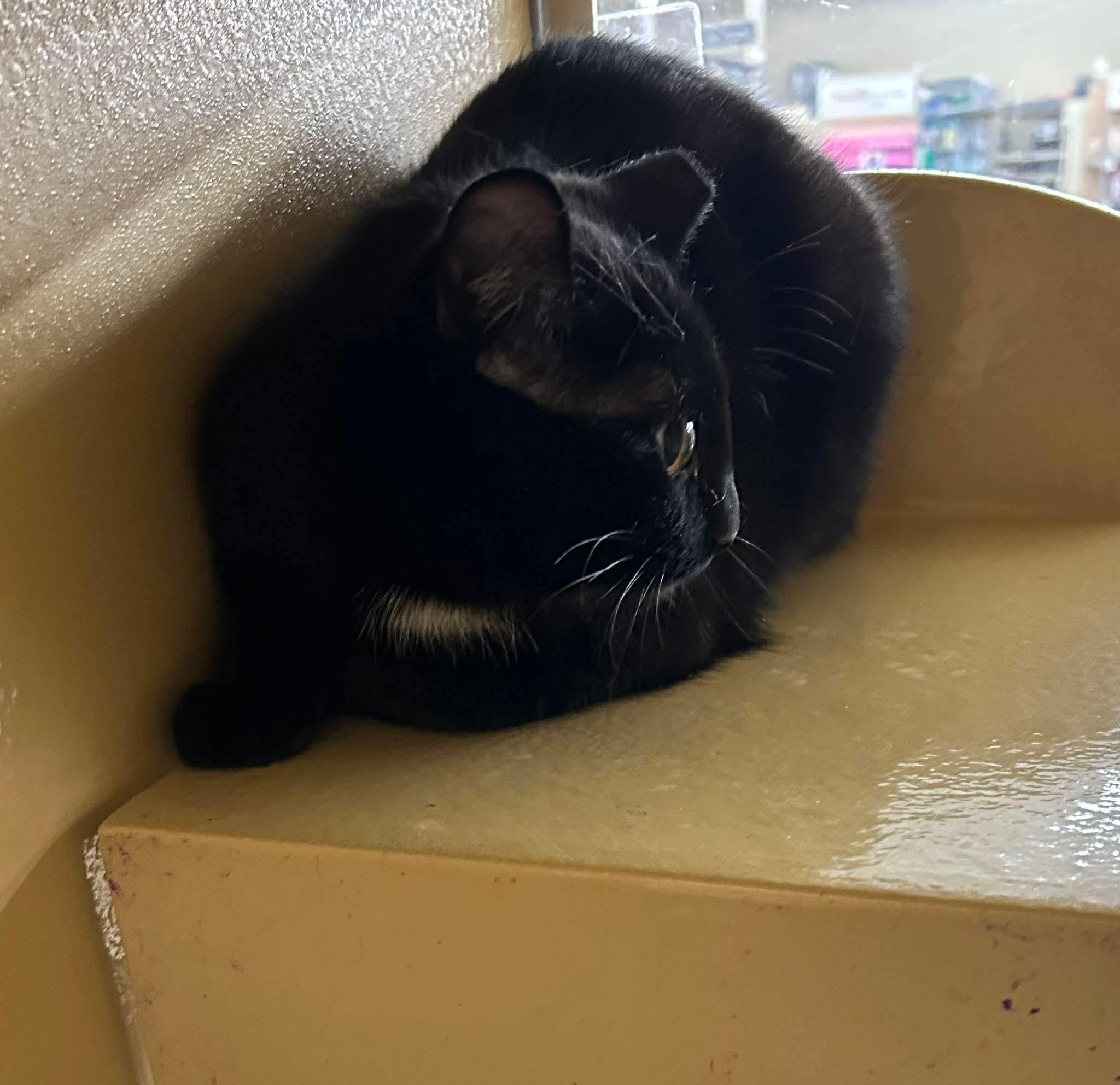 Enlarge Martini, a ADOPTABLE Domestic Short Hair in Gladstone, OR image 2/2