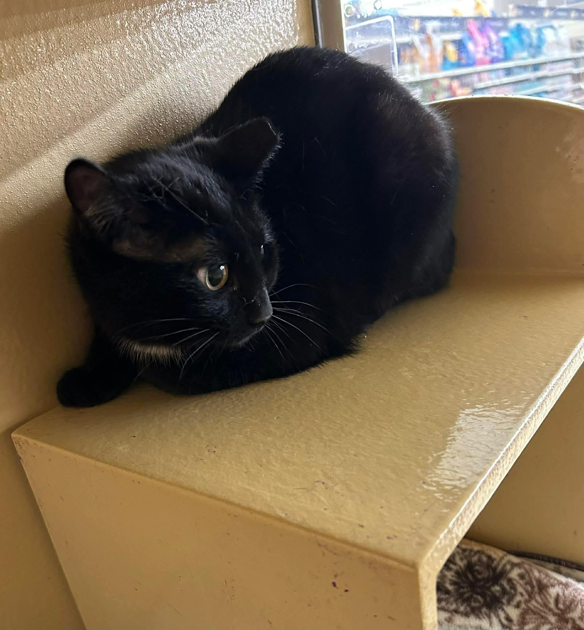 Martini, ADOPTABLE, Young Female Domestic Short Hair.