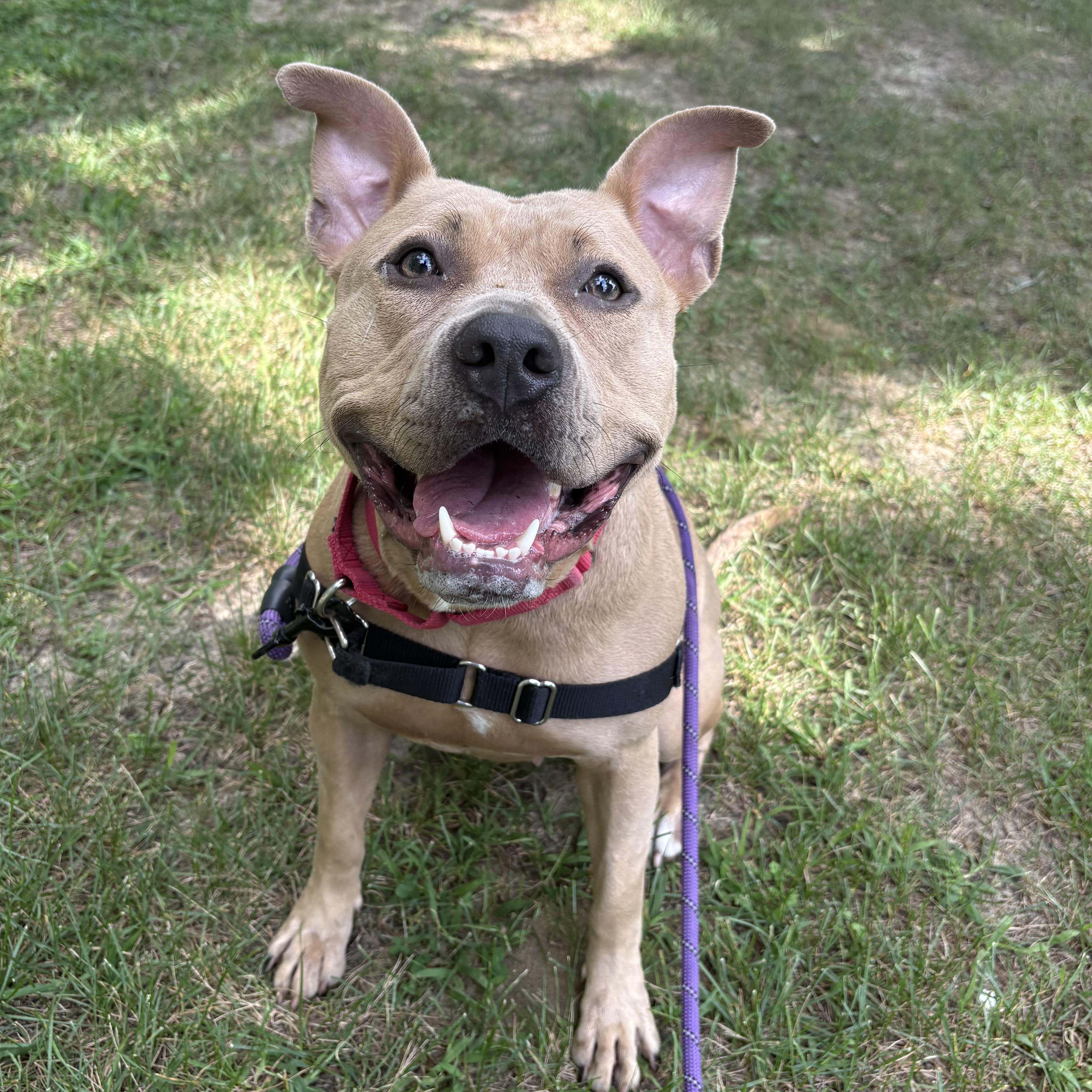 Cinnamon, Adoptable, Adult Female Pit Bull Terrier.