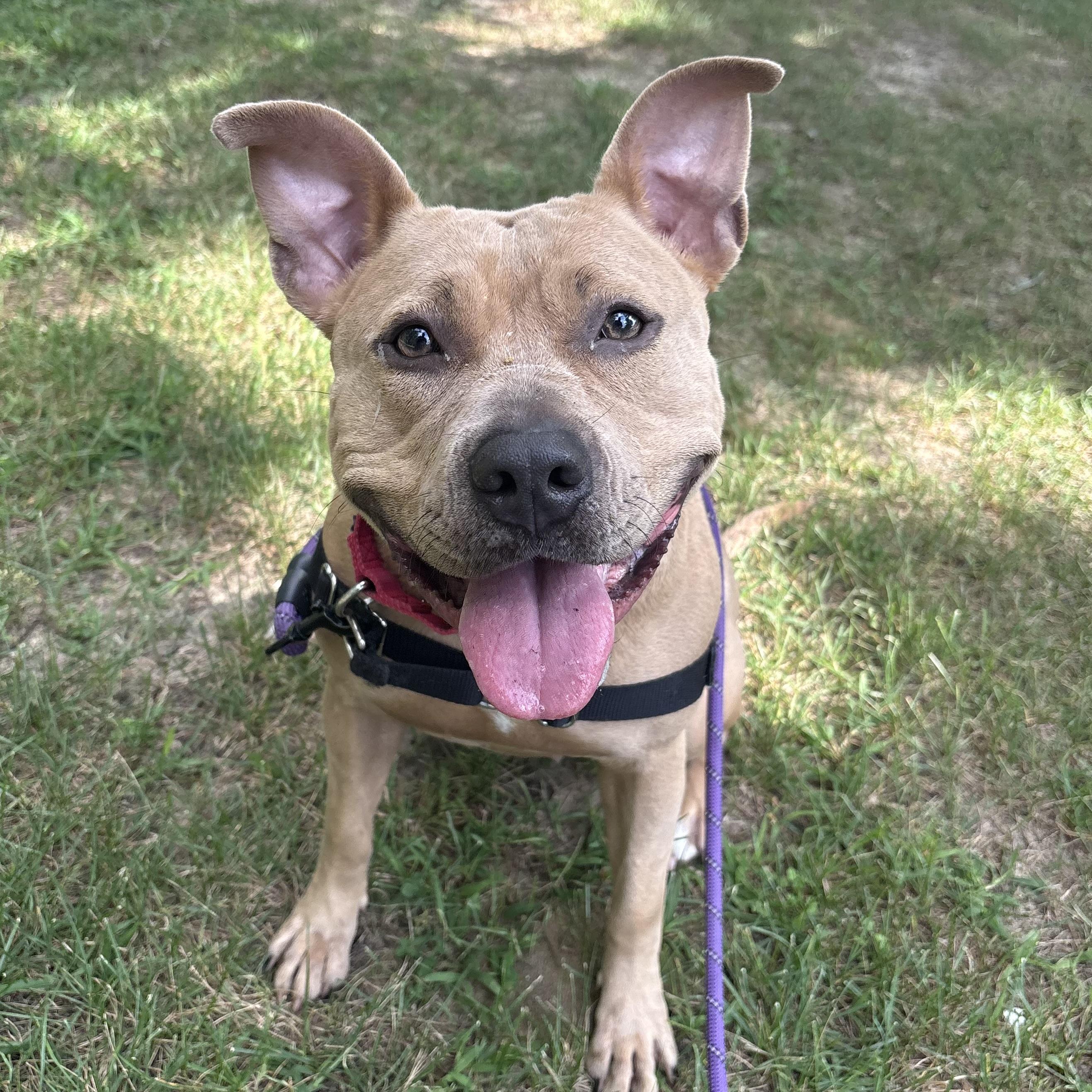 Enlarge Cinnamon, a Adoptable mixed breed in Eatontown, NJ image 3/6